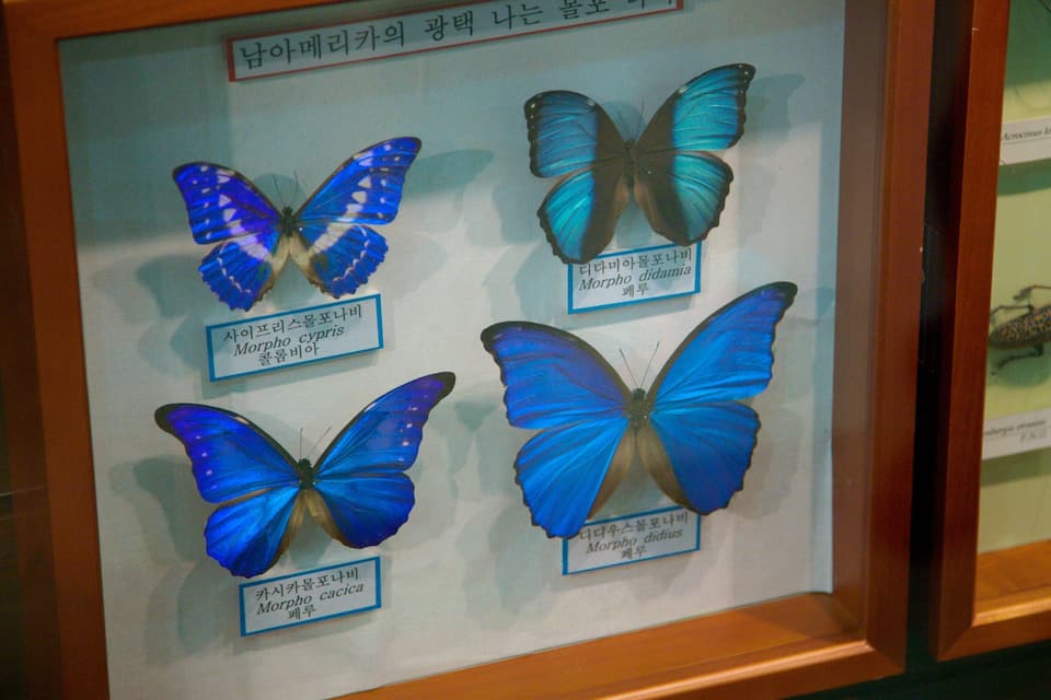 Een presentatie van vier vlinders met labels in het Koreaans.