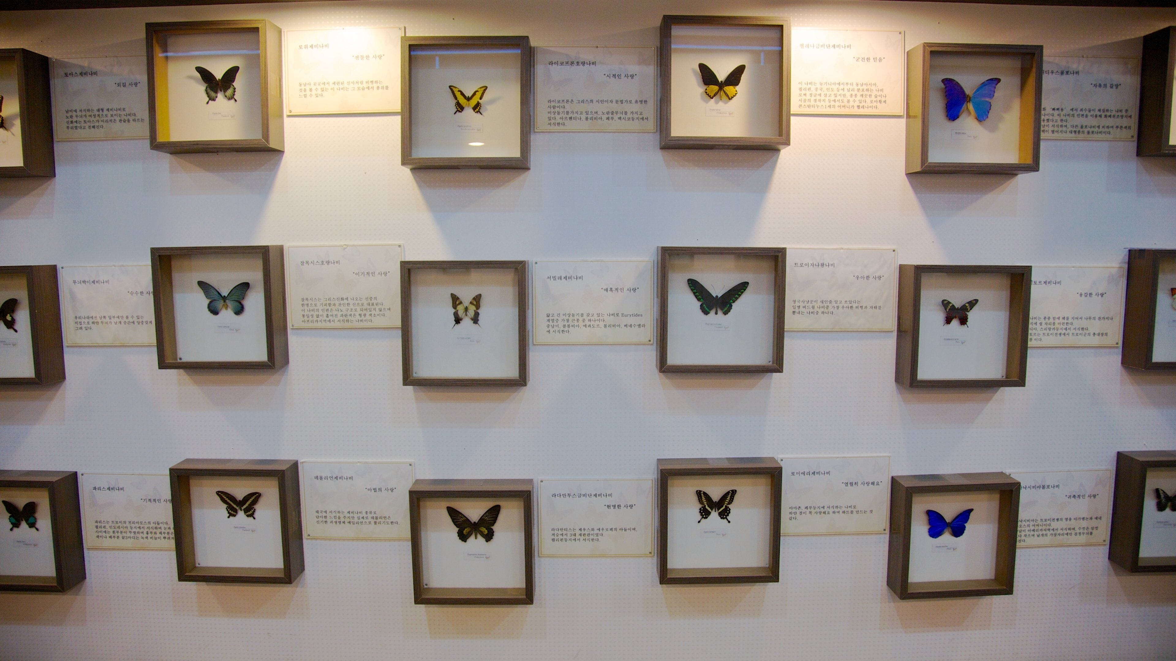 濟州島 呈现出 內部景觀