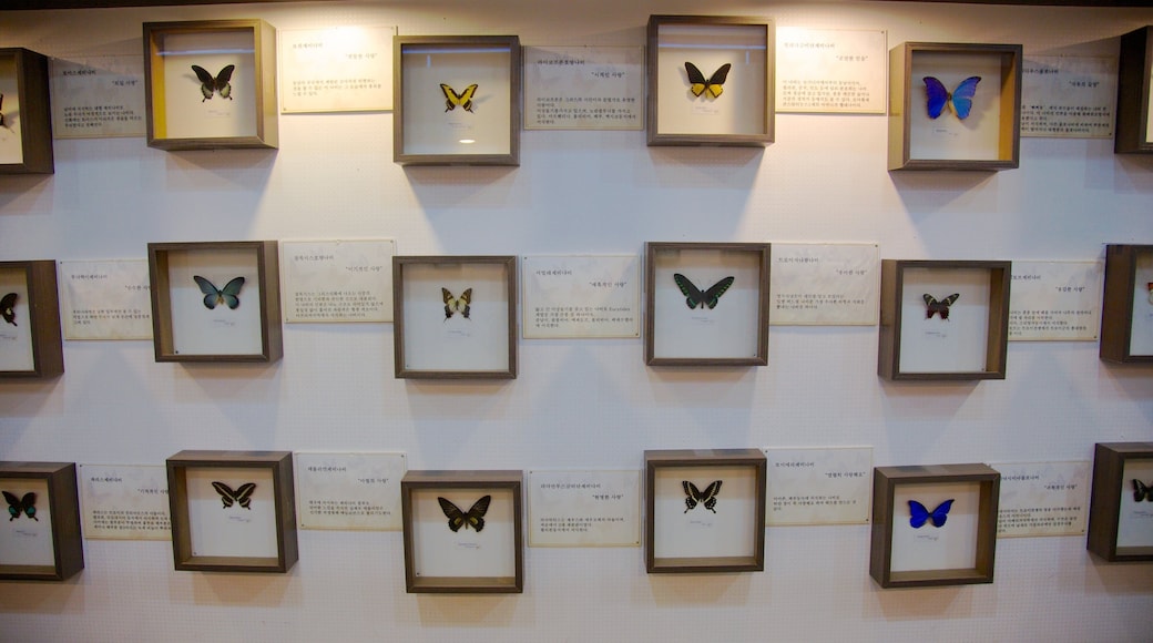 Jeju øy som inkluderer innendørs