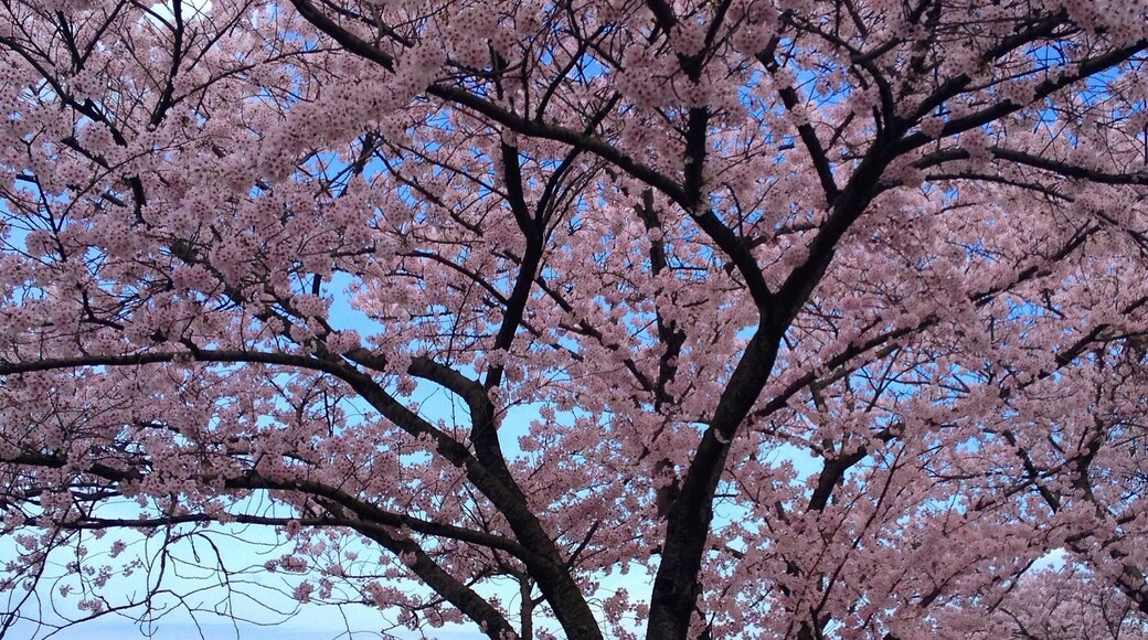 One of my favorite times of the year. Cherry blossoms on Jeju. 🌸#jeju #southkorea #jeju_korea #coreedusud #cherryblossom #flowers #spring#pink#islandlife#wanderlust #bbctravel #travelphotography #제주 #제주도 #travels#discoverkorea#itsyourturnkorea
