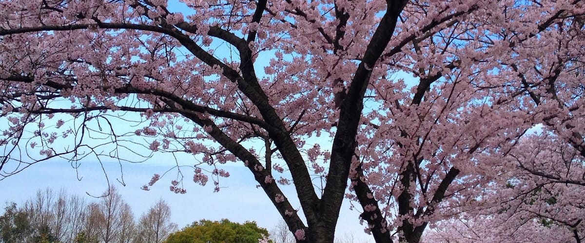 One of my favorite times of the year. Cherry blossoms on Jeju. 🌸#jeju #southkorea #jeju_korea #coreedusud #cherryblossom #flowers #spring#pink#islandlife#wanderlust #bbctravel #travelphotography #제주 #제주도 #travels#discoverkorea#itsyourturnkorea