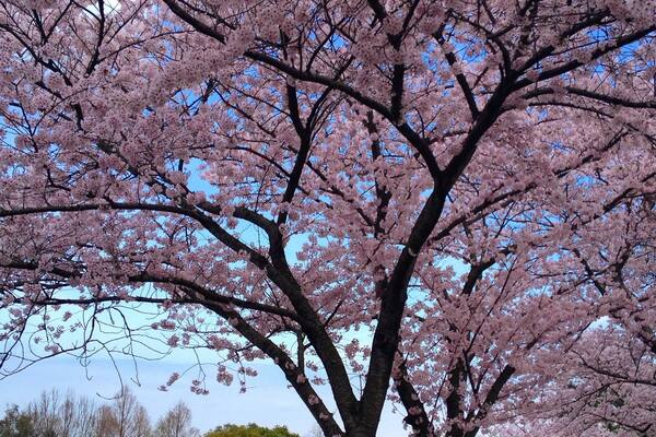 One of my favorite times of the year. Cherry blossoms on Jeju. 🌸#jeju #southkorea #jeju_korea #coreedusud #cherryblossom #flowers #spring#pink#islandlife#wanderlust #bbctravel #travelphotography #제주 #제주도 #travels#discoverkorea#itsyourturnkorea