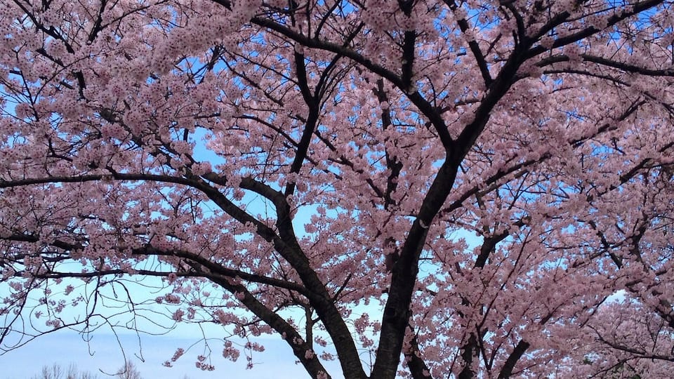 One of my favorite times of the year. Cherry blossoms on Jeju. ๐ธ#jeju #southkorea #jeju_korea #coreedusud #cherryblossom #flowers #spring#pink#islandlife#wanderlust #bbctravel #travelphotography #์ ์ฃผ #์ ์ฃผ๋ #travels#discoverkorea#itsyourturnkorea