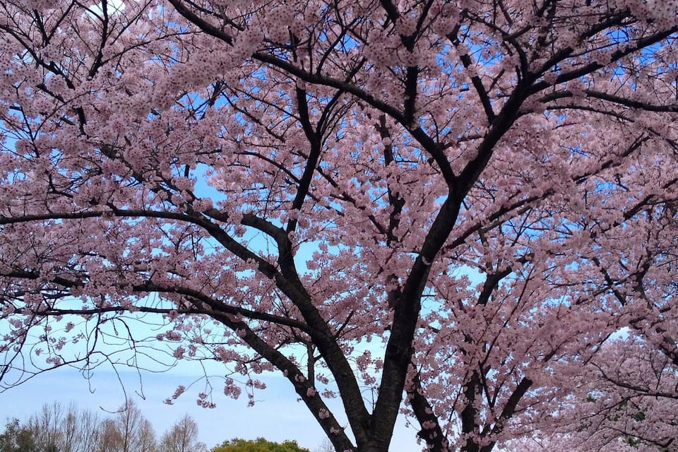 A cherry blossom tree with pink flowers against a clear blue sky.