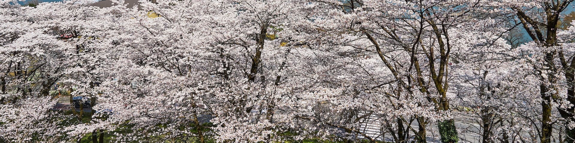Park of cherry tree Spring of Tsukui Lake Shiroyama Park; Shutterstock ID 786096355; purchase_order: SF 06557000; job: ; client: ; other: