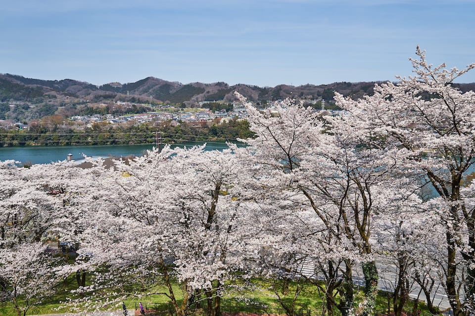 A landscape with cherry blossoms in full bloom, a lake, and a town in the background.