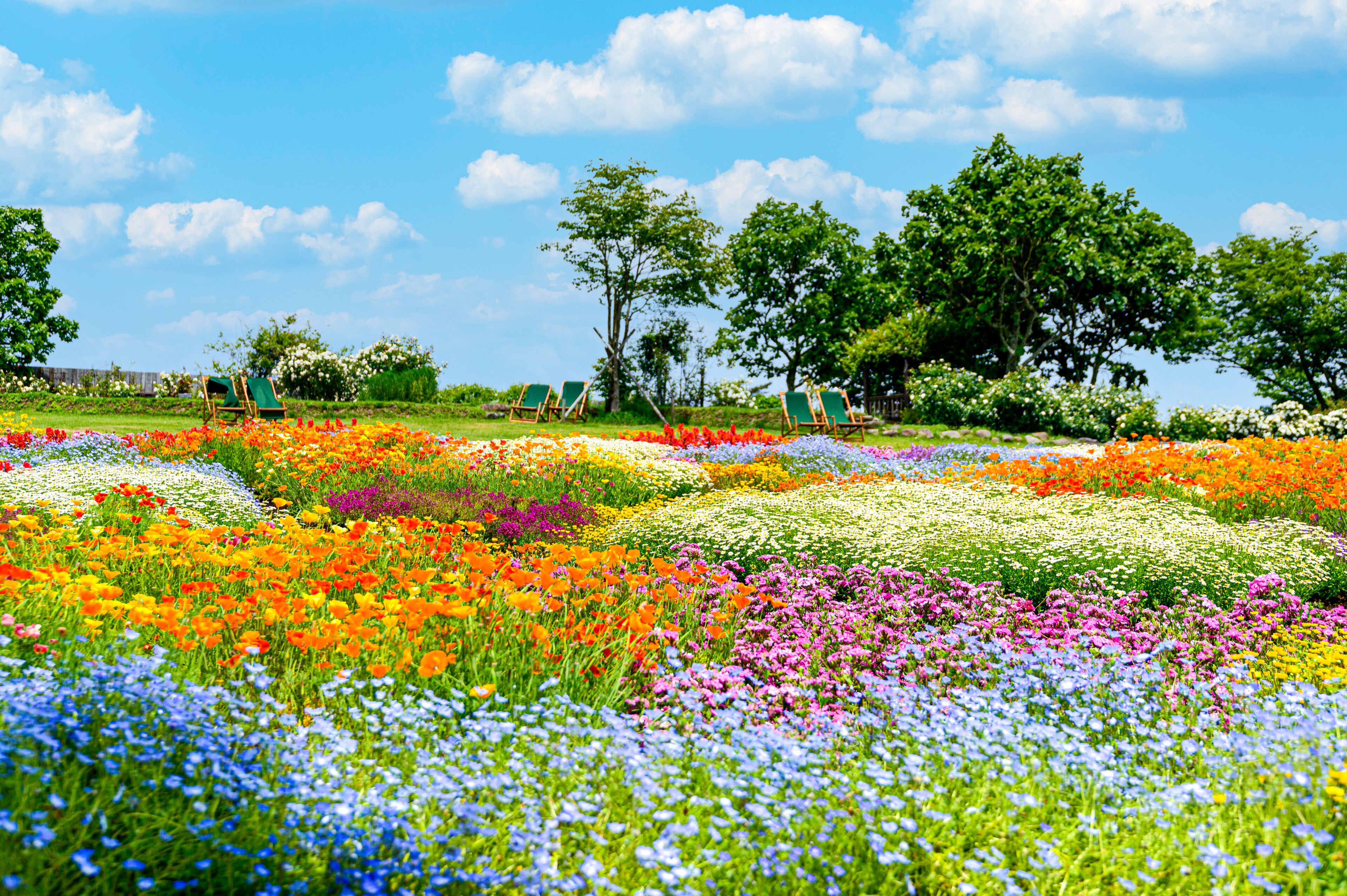 香る花の村　風景
うららかな春の季節の花
日本・九州・大分県
くじゅう花公園2020年新緑・夏
Scented flower village landscape
Glittering spring season flowers
Japan / Kyushu / Oita Prefecture
Kuju Flower Park 2020 Fresh Green / Summer