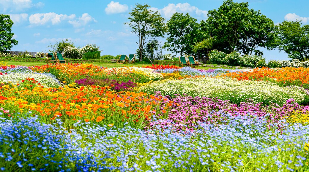 香る花の村 風景
うららかな春の季節の花
日本・九州・大分県
くじゅう花公園2020年新緑・夏
Scented flower village landscape
Glittering spring season flowers
Japan / Kyushu / Oita Prefecture
Kuju Flower Park 2020 Fresh Green / Summer