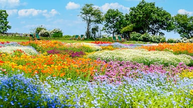 香る花の村 風景
うららかな春の季節の花
日本・九州・大分県
くじゅう花公園2020年新緑・夏
Scented flower village landscape
Glittering spring season flowers
Japan / Kyushu / Oita Prefecture
Kuju Flower Park 2020 Fresh Green / Summer