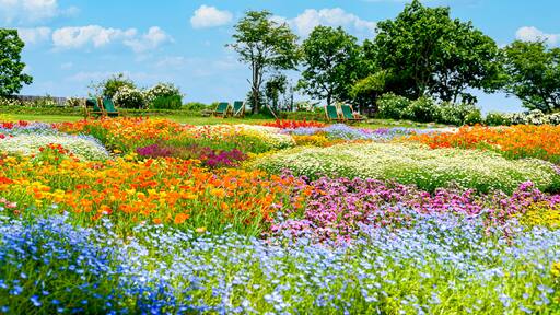 香る花の村 風景
うららかな春の季節の花
日本・九州・大分県
くじゅう花公園2020年新緑・夏
Scented flower village landscape
Glittering spring season flowers
Japan / Kyushu / Oita Prefecture
Kuju Flower Park 2020 Fresh Green / Summer