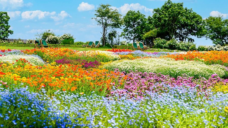 香る花の村 風景
うららかな春の季節の花
日本・九州・大分県
くじゅう花公園2020年新緑・夏
Scented flower village landscape
Glittering spring season flowers
Japan / Kyushu / Oita Prefecture
Kuju Flower Park 2020 Fresh Green / Summer