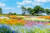 香る花の村 風景
うららかな春の季節の花
日本・九州・大分県
くじゅう花公園2020年新緑・夏
Scented flower village landscape
Glittering spring season flowers
Japan / Kyushu / Oita Prefecture
Kuju Flower Park 2020 Fresh Green / Summer