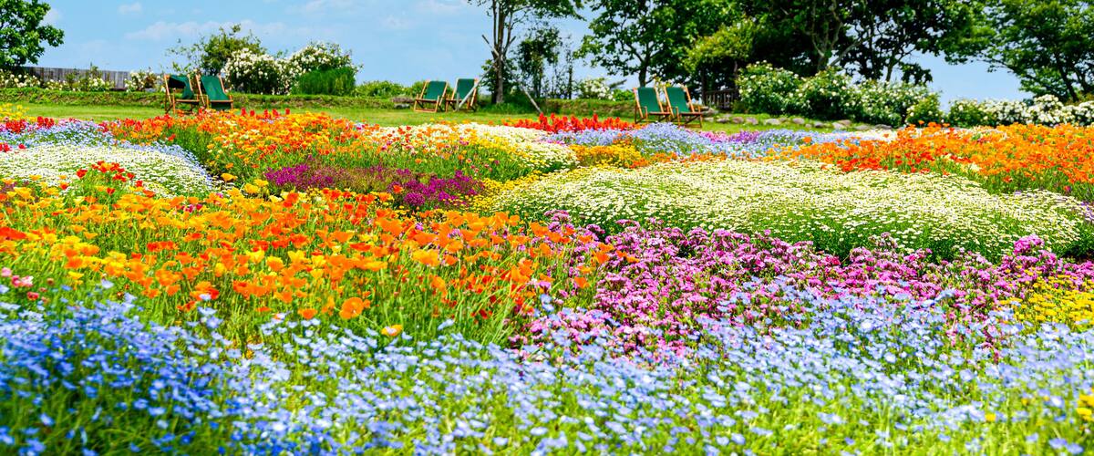 A vibrant flower field with various colors and green trees in the background.