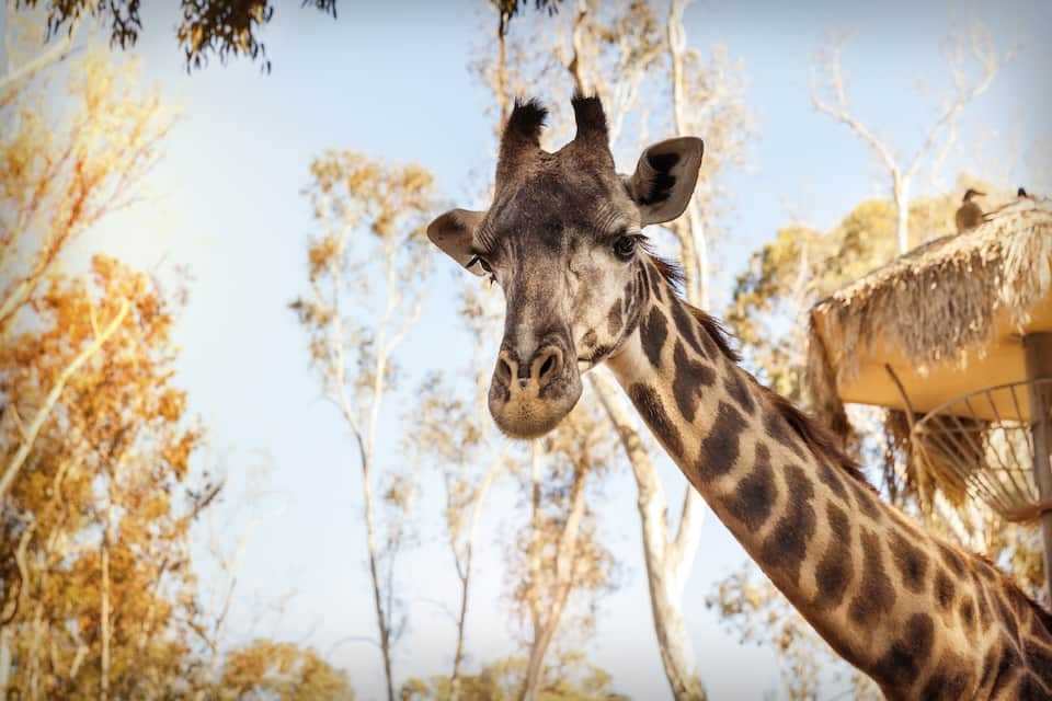 Una jirafa en un entorno natural con árboles y una estructura de techo de paja al fondo.