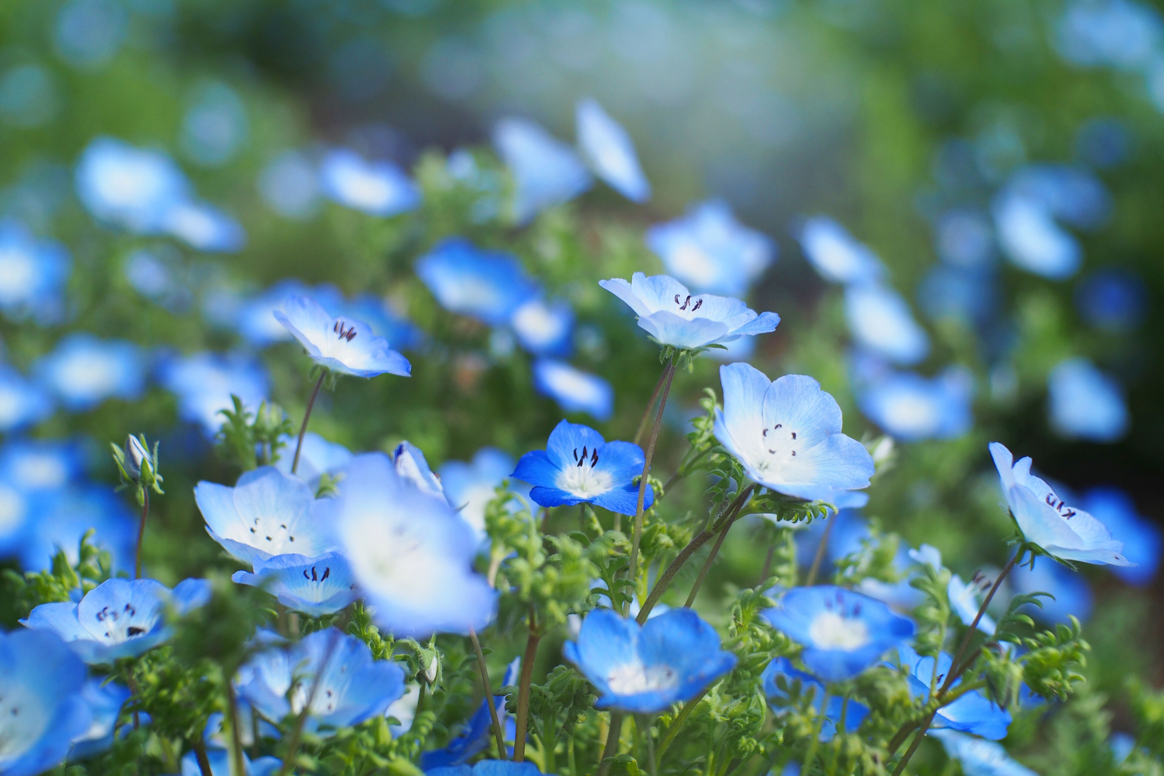 Close up of The Nemophilas, commonly known as baby blue eyes flowers, in soft focus