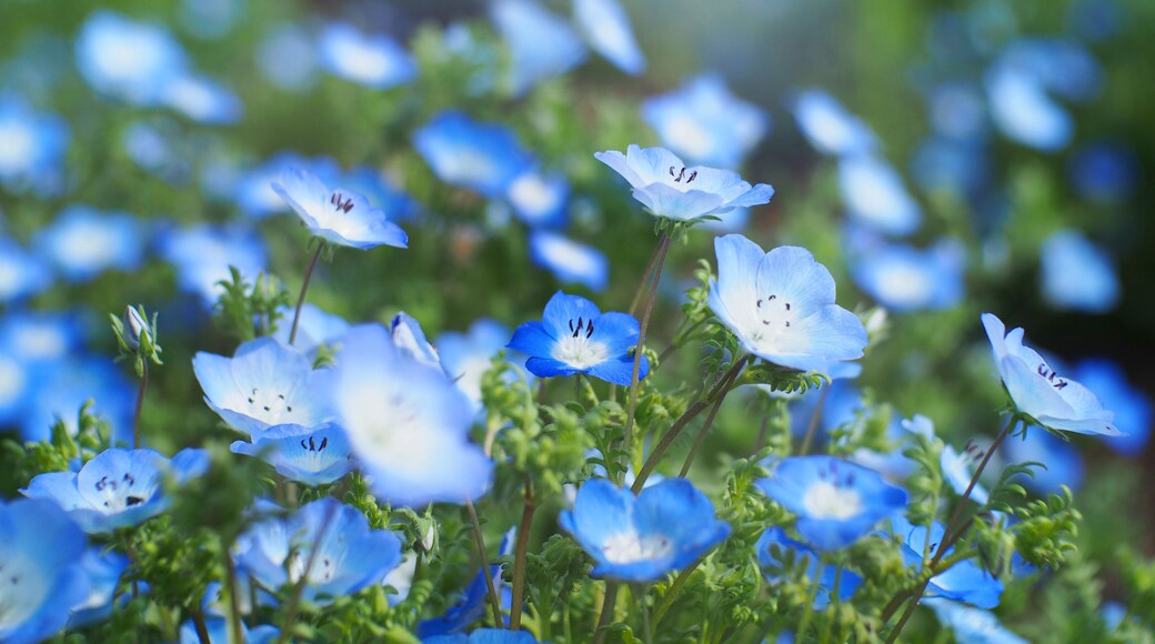 Parc de loisirs Harmony Land