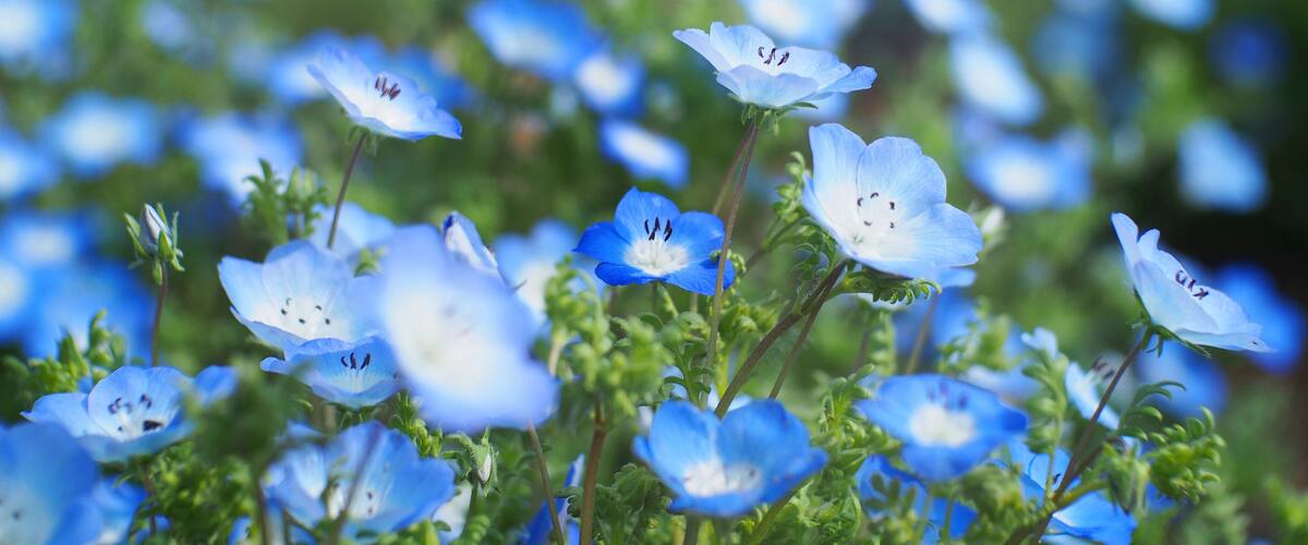 Close up of The Nemophilas, commonly known as baby blue eyes flowers, in soft focus