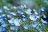 Close up of The Nemophilas, commonly known as baby blue eyes flowers, in soft focus