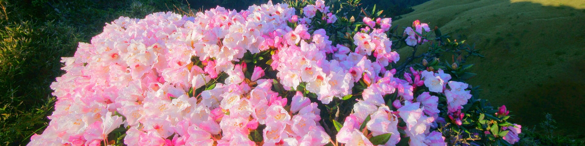 Spring scenery of Shimen Mountain,Azalea's pink flowers blossoms(Yushan Rhododendron)by the Trails of Taroko National Park in the hillside morning .Nantou,Taiwan,Asia.; Shutterstock ID 730392271; Purc