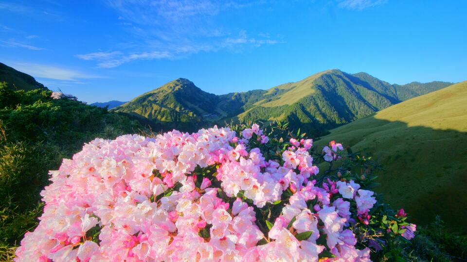 A field of pink flowers with a mountain range in the background.