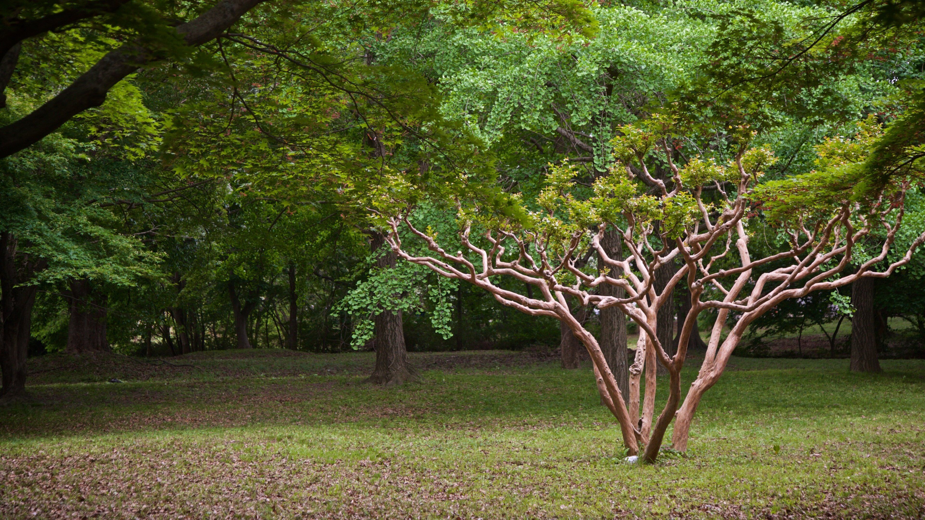 Gyerim Forest which includes a garden