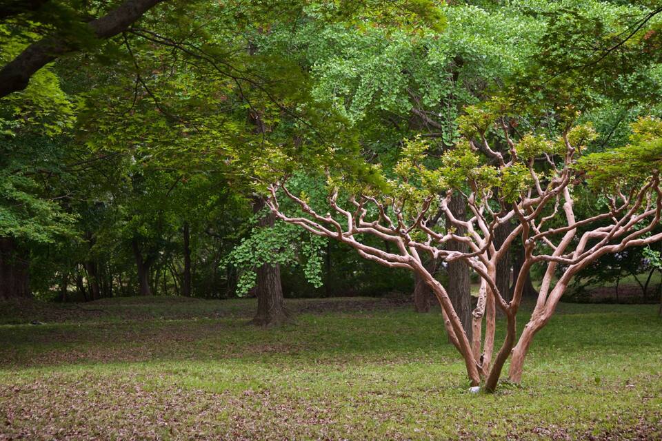 Un árbol con ramas desnudas en un área cubierta de hierba, rodeado de follaje verde denso.