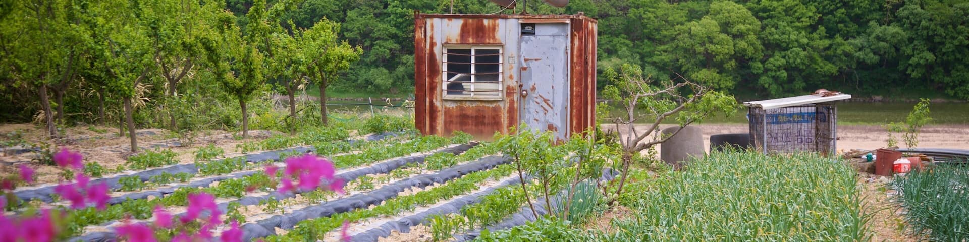 Byeongsanseowon Confucian Academy which includes wildflowers and farmland
