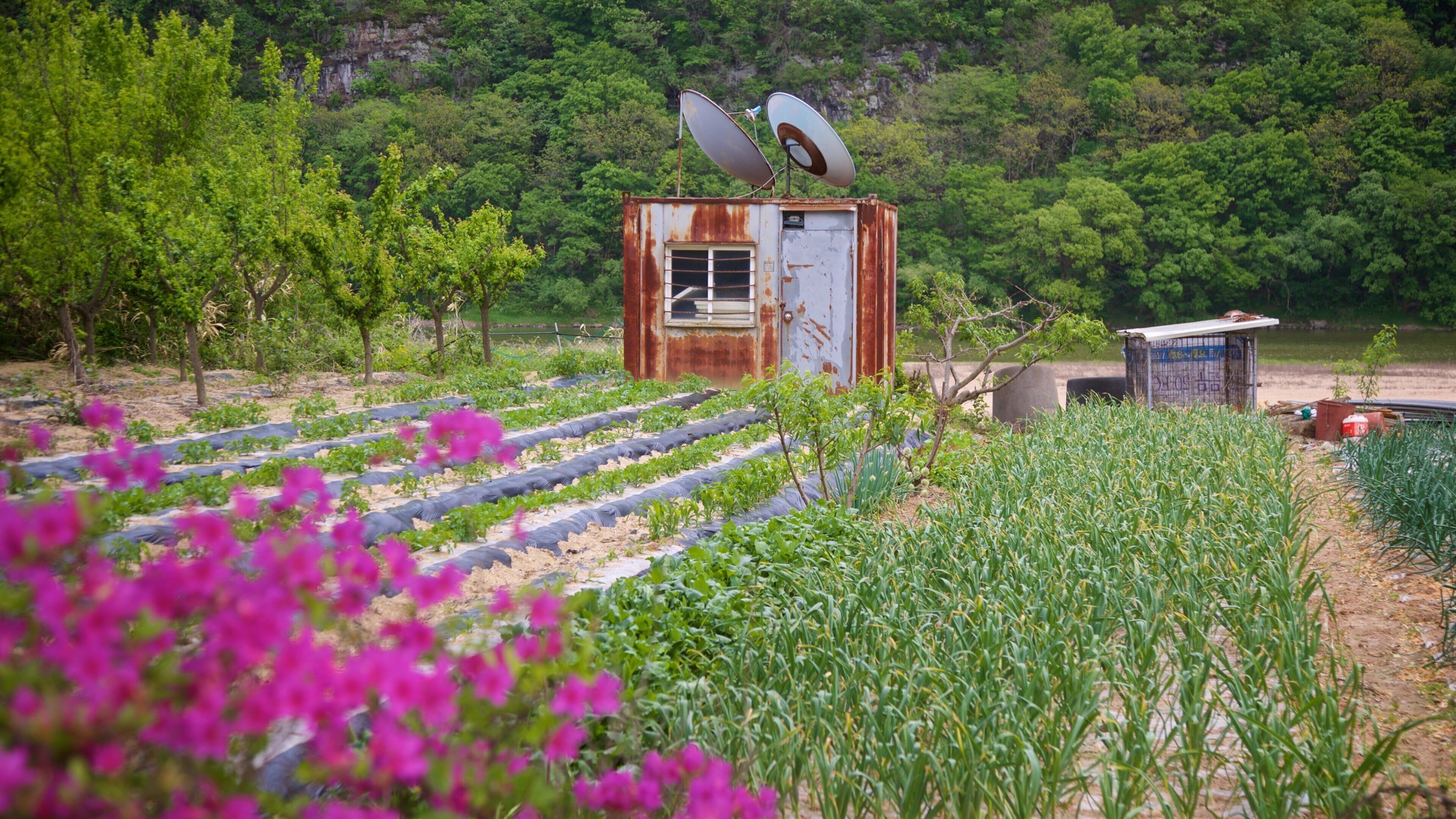 A rural landscape with a rusted metal structure, satellite dishes, and rows of crops.