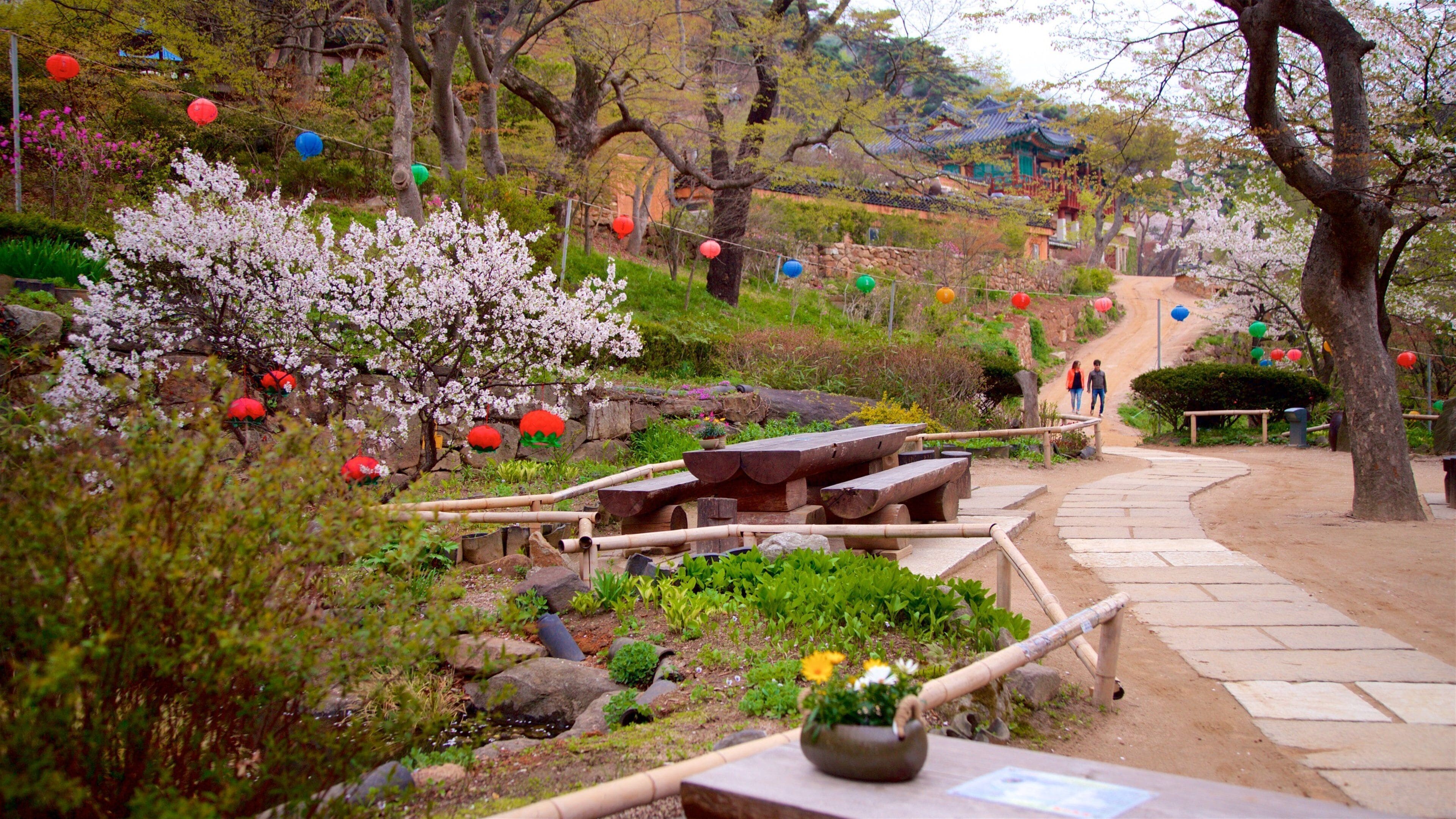 Un jardin agrémenté de cerisiers en fleurs, de bancs en pierre et d’un sentier sinueux.