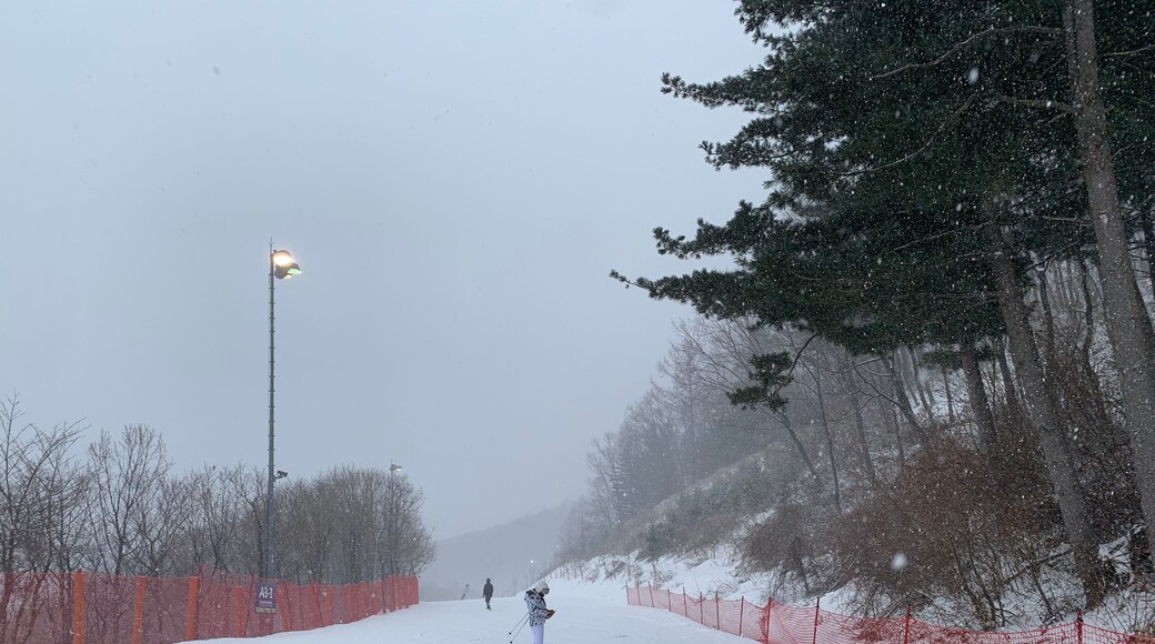 한국 강원랜드 하이원 리조트 하이원 스키장, 눈오는 날, 스키와 보드를 즐기는 사람들 / High1 Resort in Kangwon Land, Korea. High One Ski Resort. Snowy day. People who enjoy skiing and snowboarding.