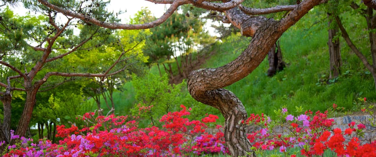 Gangneung Seongyojang House showing wild flowers