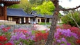 Een traditioneel Koreaans gebouw met een pannendak, omringd door kleurrijke rododendrons.