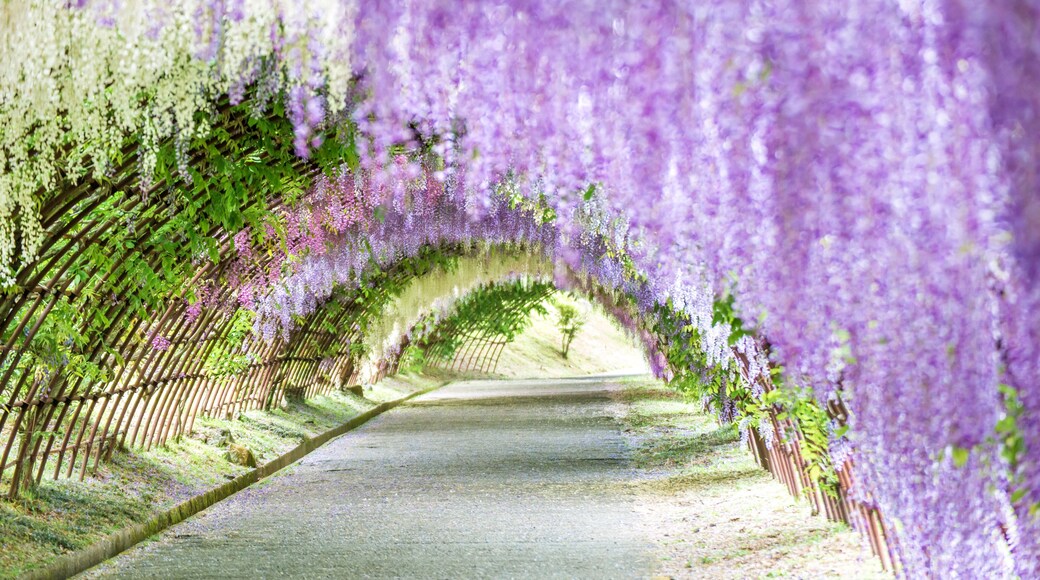 Kawachi Wisteria Garden