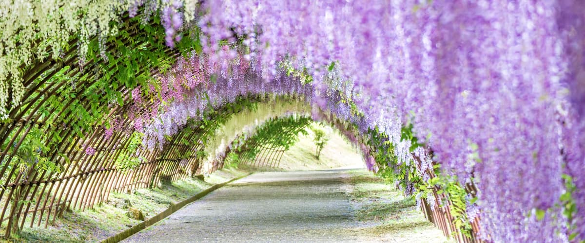 Wisteria Tunnel at Kawachi Fuji Garden (Fukuoka, Japan); Shutterstock ID 641524789; Purchase Order: -