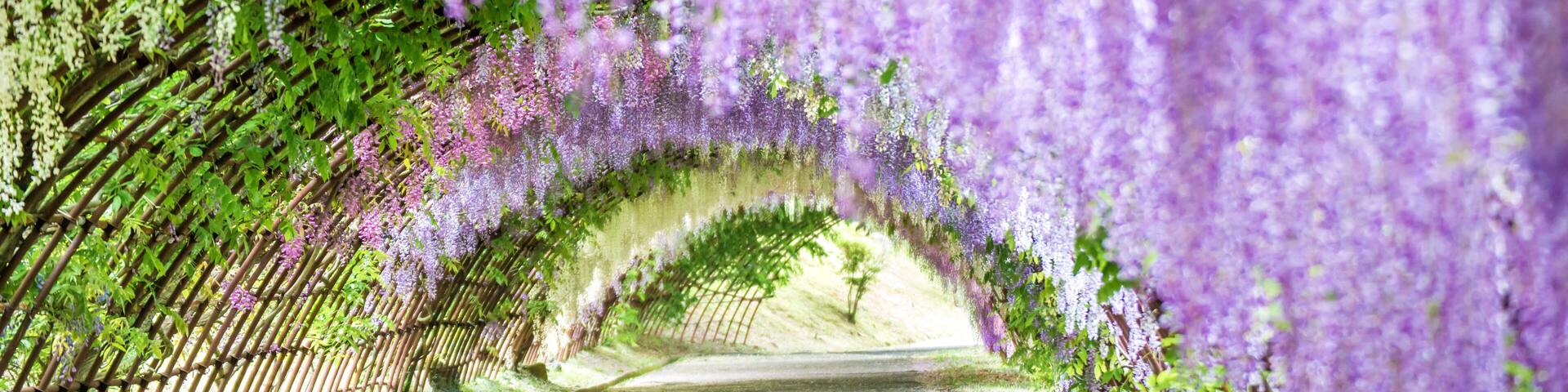 Wisteria Tunnel at Kawachi Fuji Garden (Fukuoka, Japan); Shutterstock ID 641524789; Purchase Order: -