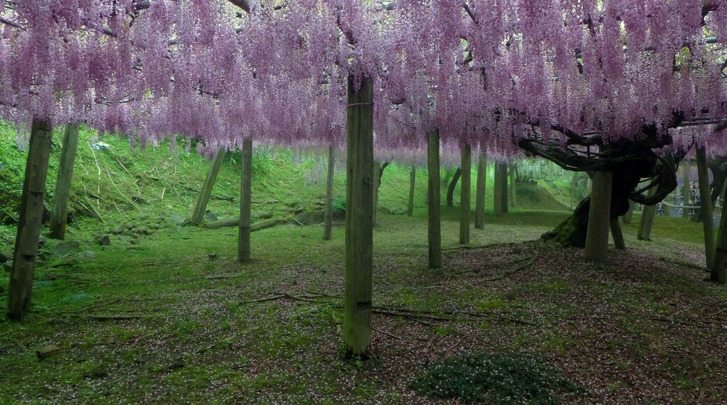 Kawachi Wisteria Garden