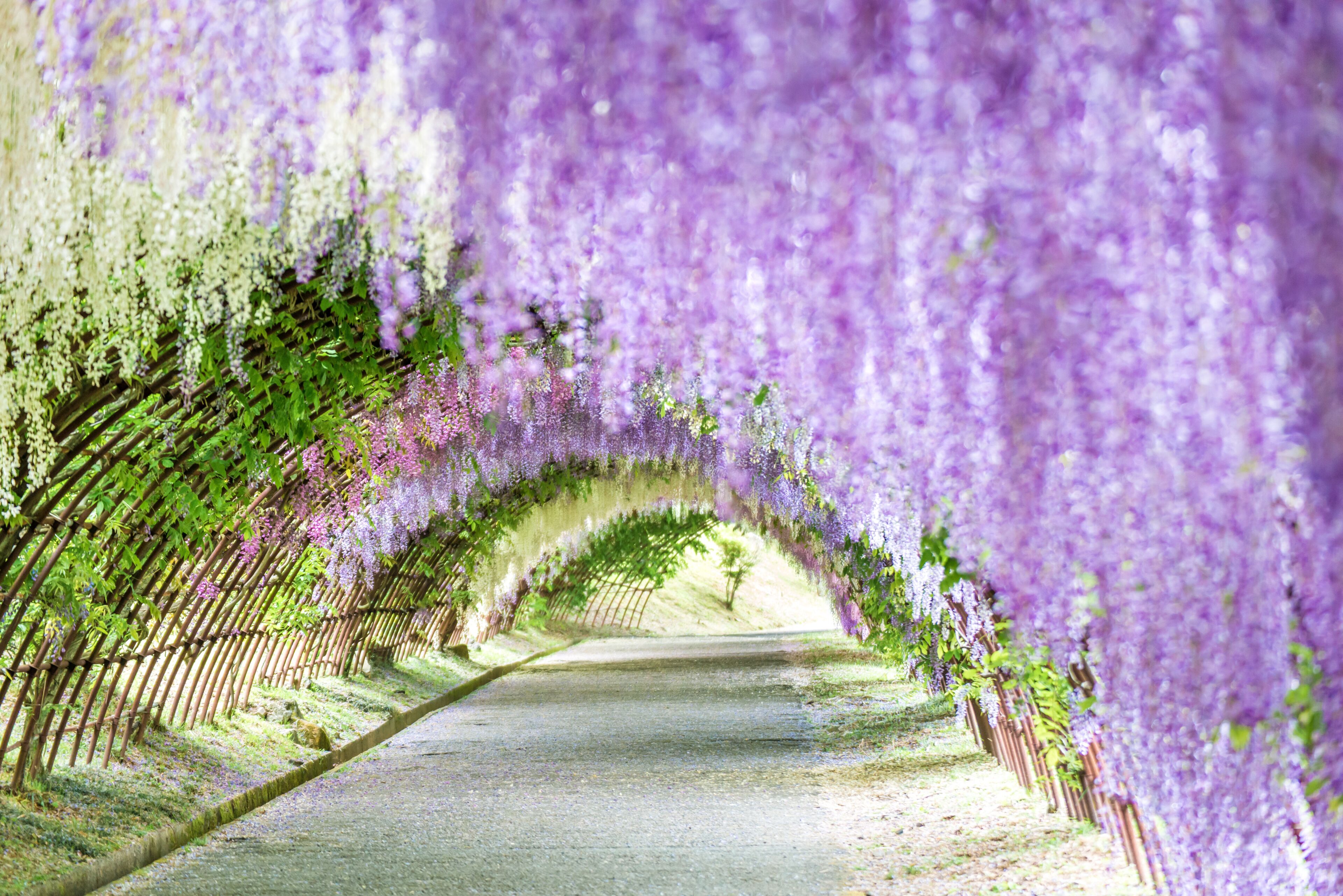 Jardines Kawachi Fuji