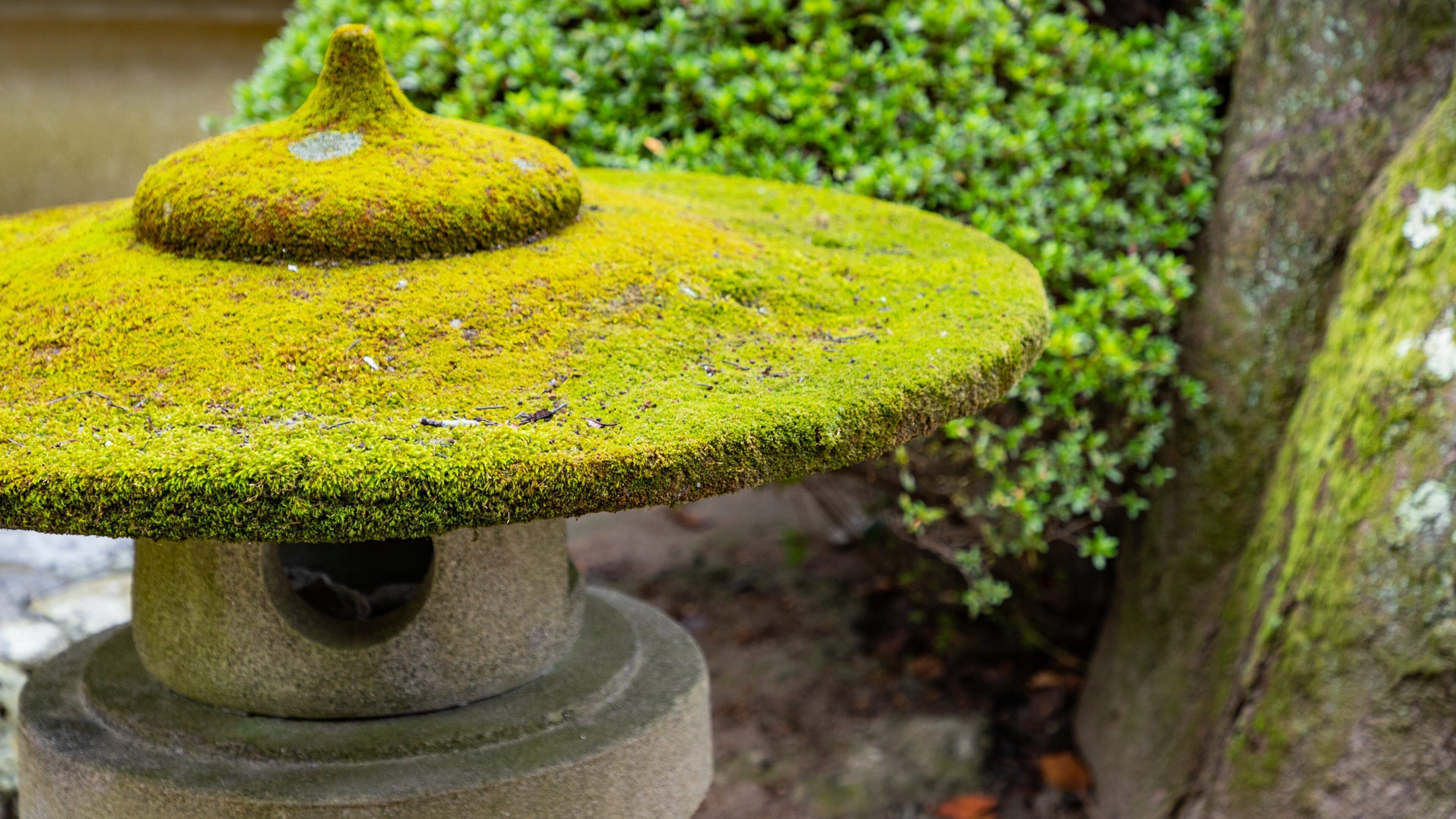 Hogonji Temple showing a park