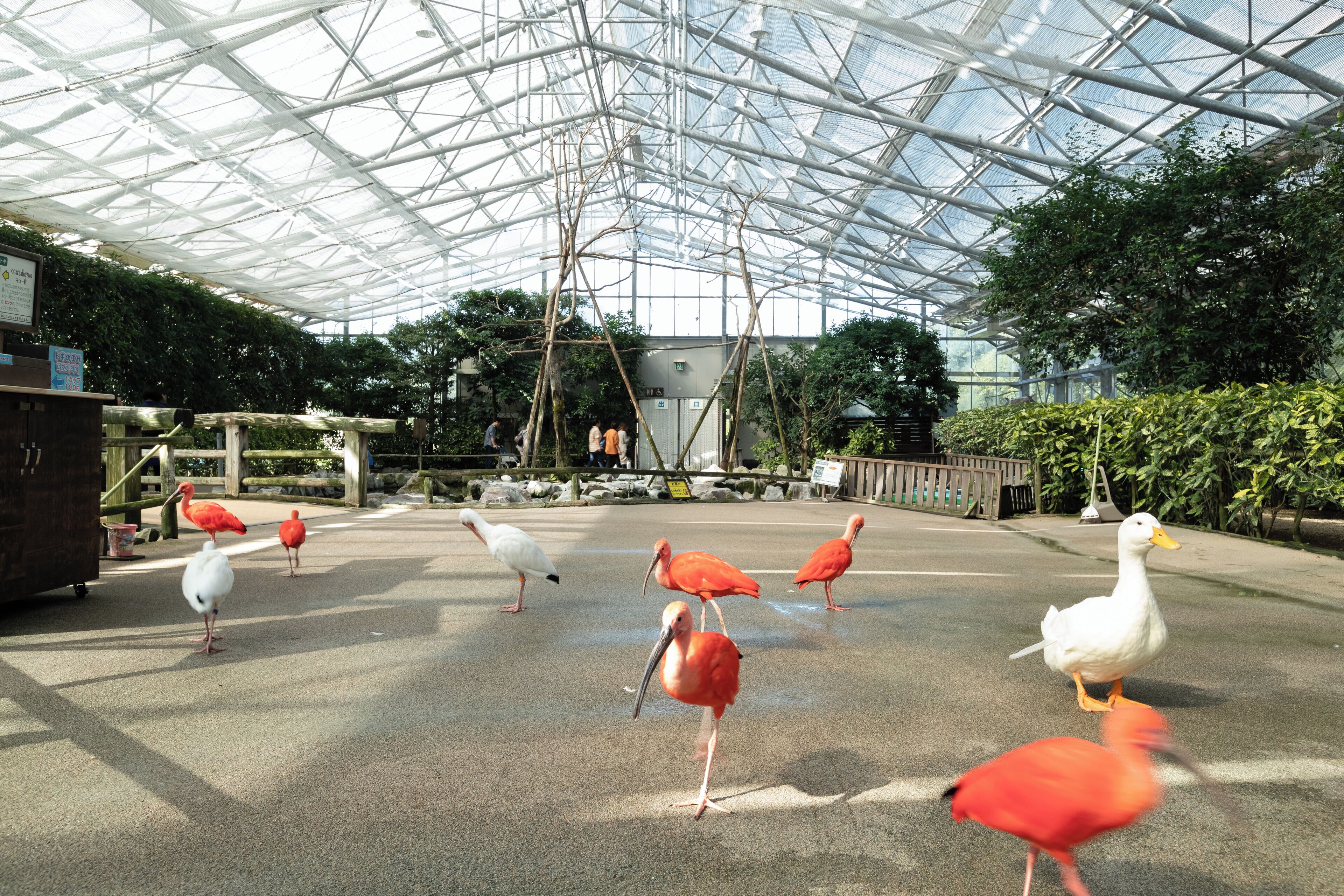 Parque Vogel de Matsue