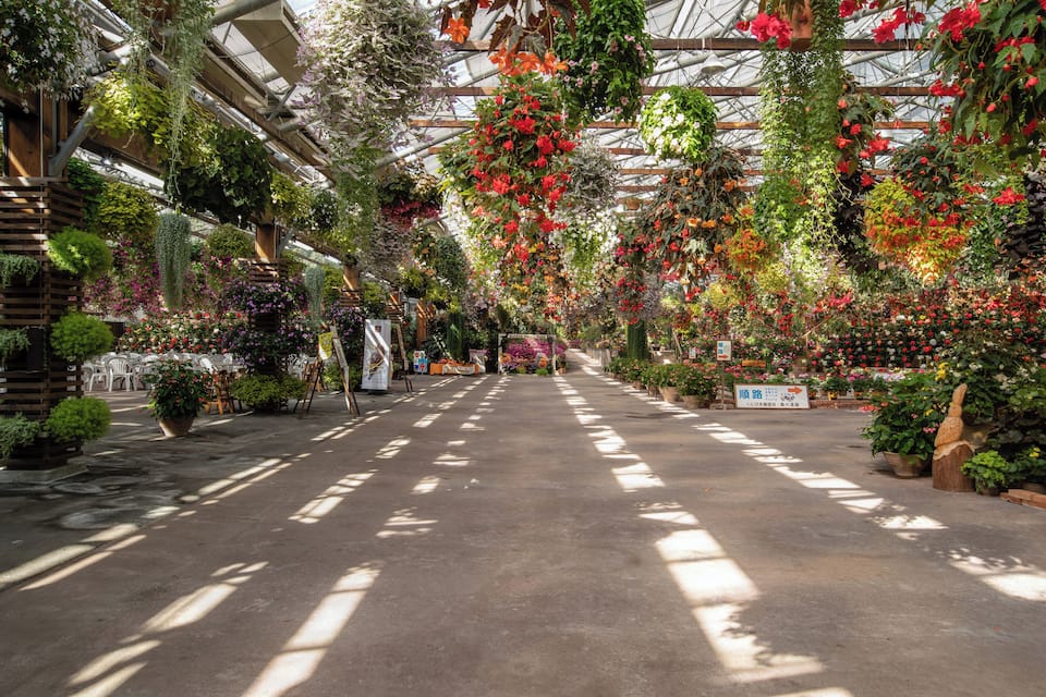 A greenhouse with hanging plants and flowers.