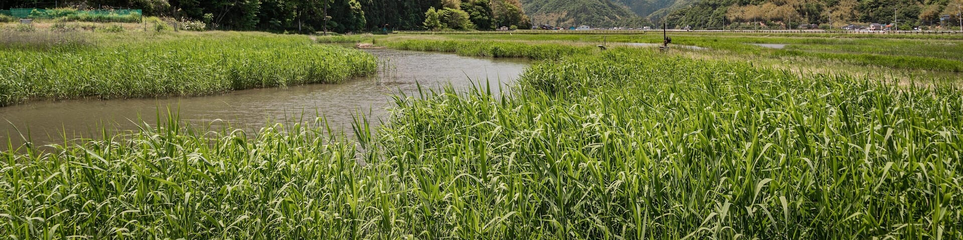 Hachigoro\'s Tojima Wetland showing tranquil scenes and a river or creek