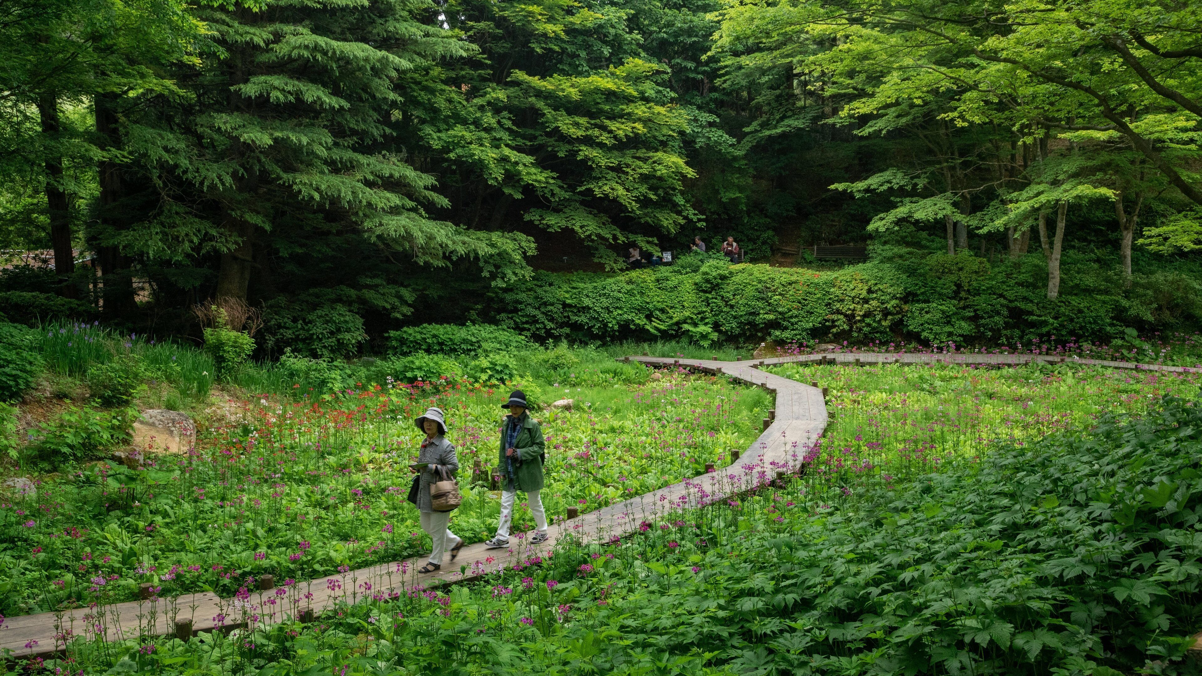 Rokko Alpine Garden