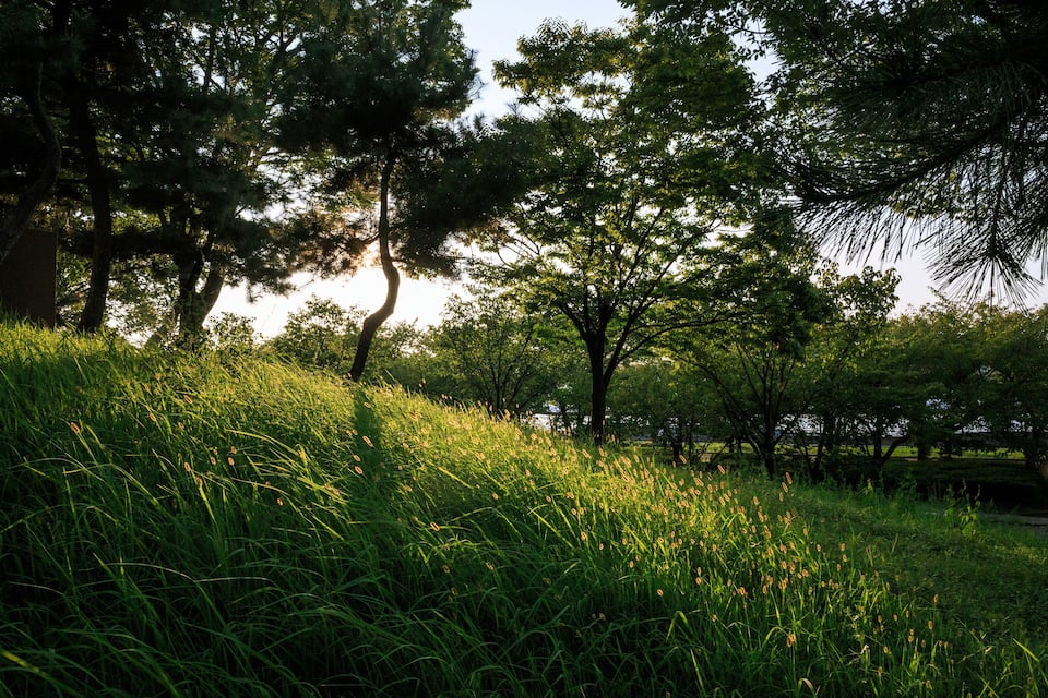 Un turó verd amb arbres i llum de sol que hi filtra.