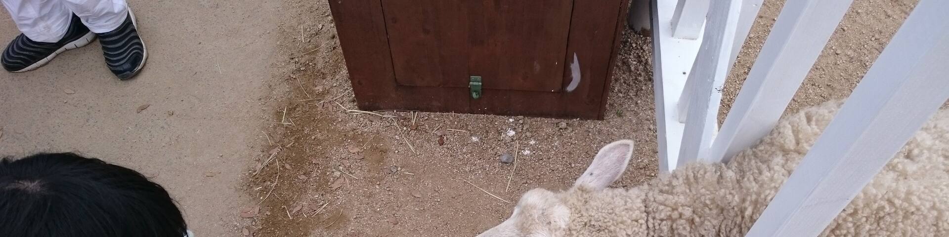 feeding a sheep at Kobe animal kingdom; Shutterstock ID 699782764; purchase_order: SF 06557000; job: ; client: ; other: