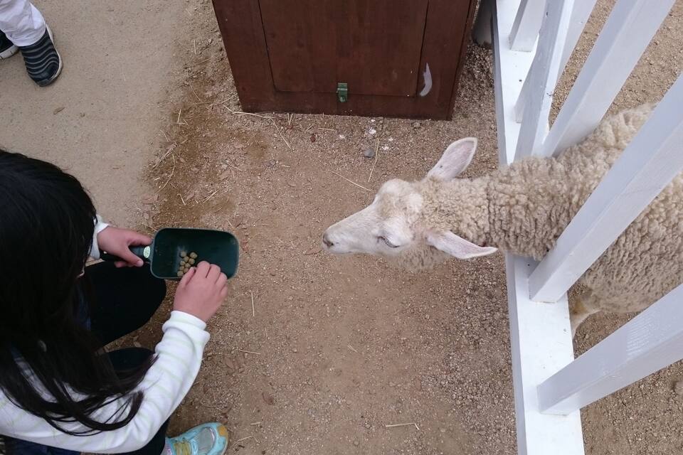A person feeding a sheep at a farm.