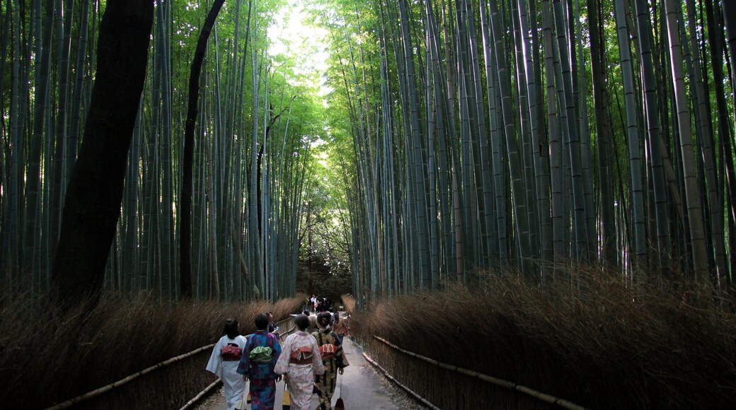 Caption---- Bamboo forest in Kyoto