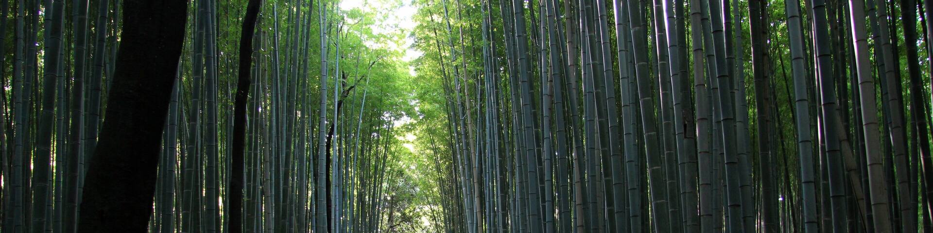 Caption---- Bamboo forest in Kyoto