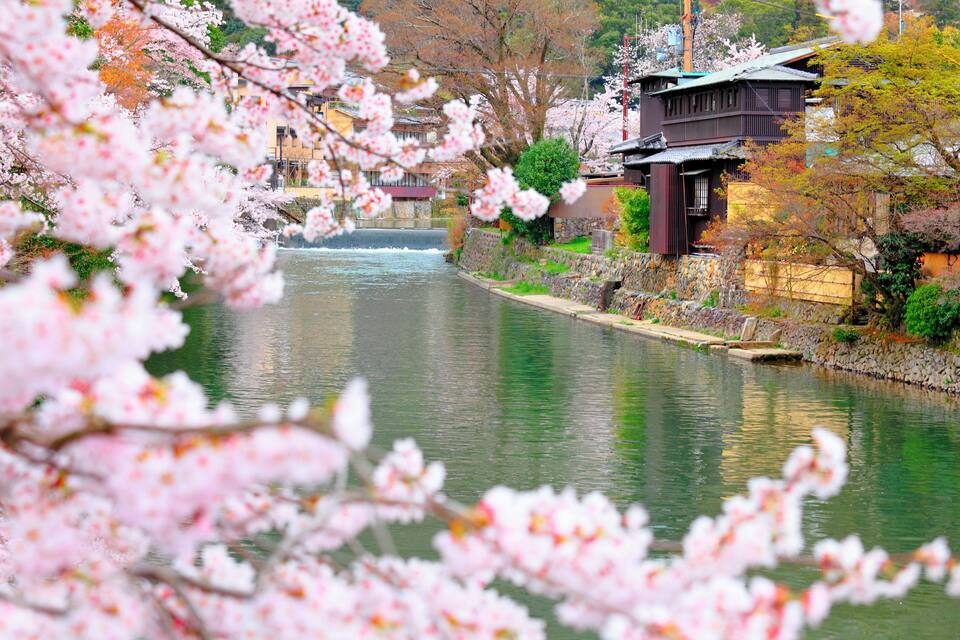 Un riu amb flors de cirera, edificis tradicionals japonesos i un pont de pedra.