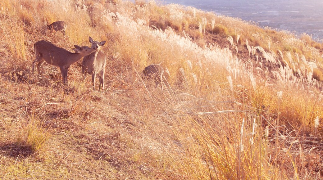 Deers on the top of Mount Wakakusa in autumn season. Mount Wakakusa is located very close to Nara park, Nara prefecture in Japan. ; Shutterstock ID 273864770