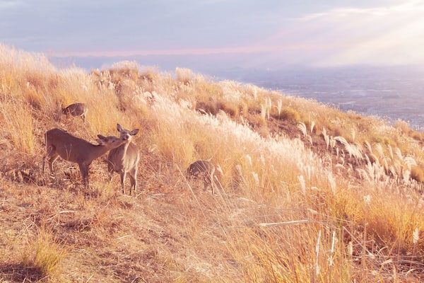 Deers on the top of Mount Wakakusa in autumn season. Mount Wakakusa is located very close to Nara park, Nara prefecture in Japan. ; Shutterstock ID 273864770